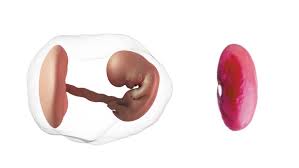 Spotting during pregnancy is a common concern that many pregnant women face. 8 Weeks Pregnant Symptoms Belly Ultrasound