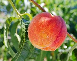 We have the largest selections of exotic fruit trees, seasonal plants, asian holidays trees, indoor and outdoor plants that will meet of of your needs. Peach Tree Sam Houston De Groot Inc Perennials Daylilies Fruits Vegetables Shrubs Bulbs