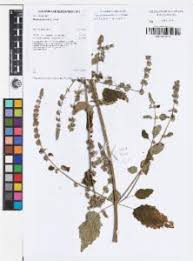 Image result for Mesosphaerum pectinatum