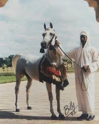 pin on arabian