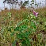 Image result for Sesamum radiatum