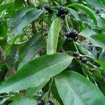 Image result for Polysphaeria multiflora