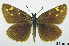 Image result for Heteropterus morpheus