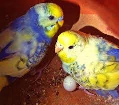 Image Result For Rainbow Budgies For Sale Budgies Pet Birds Cute Animals