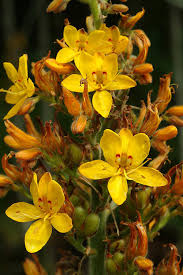 Image result for Wachendorfia