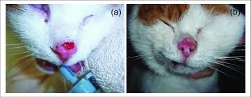 Liver failure is another common condition that can threaten an elderly cat's health. Cat 4 Squamous Cell Carcinoma On Nose Stage T2 One Download Scientific Diagram