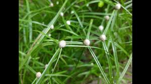 Image result for Kyllinga erecta