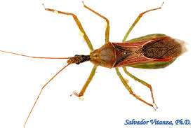Check spelling or type a new query. Was Bitten By An Assassin Bug The Site Swelled Up A Little Initially But Went Down Within An Hour I Read That They Carry Chagas Disease Do I Need To See A