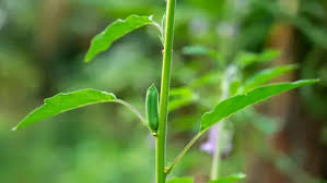 Image result for Ceratotheca sesamoides