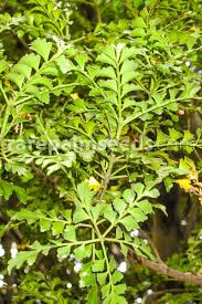 Image result for Phyllocladus trichomanoides