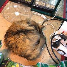 Northwest Seed Pet - Pet Store In Spokane