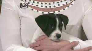 Find your new best friend below—or adopt at a petco store. Puppy Adoption At Humane Society West Michigan Wtsp Com