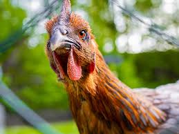 They have a loud, almost laughing quack. What Is Your Chicken Trying To Tell You A Guide To Poultry Signals And Hen Clucks And Cackles
