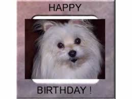 Its human nature that they love very much to their pet. Pet Photo Fun Happy Birthday Song For Dog Lovers Youtube