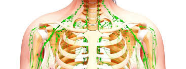 It contains lymphoid organs, vessels, nodes and lymph fluid. Lymphsystem So Bringen Sie Ihre Lymphe In Fluss Mdr De