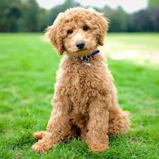 9 Photos That Show How Beautiful Dogs Really Are Goldendoodle Grooming Labradoodle Mini Goldendoodle Puppies