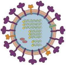 Image result for Influenza