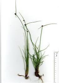 Image result for Lipocarpha