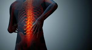 The backbone consists of many small bones, called vertebrae, held together by ligaments. Muscles And Bones The Makeup Of Your Lower Back Pain