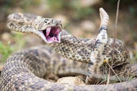 Western Diamond Back Ready To Strike Western Diamondback Rattlesnake With Fangs Spon Ready Diamond Western Stri Rattlesnake Tattoo Rattlesnake Fang