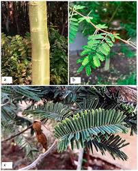 Image result for Acacia goetzei