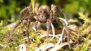 This is a chemical commonly used for spider control and pest control in general. 10 Best Ways To Get Rid Of Wolf Spiders Pro Exterminator Tips