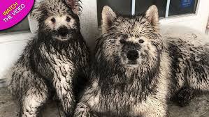 All mammals have two types of erectile tissue: Cheeky Dogs Sneak Into Garden While Owner Is In Shower And Things Get Very Messy World News Mirror Online