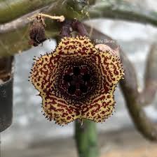 Image result for Huernia volkartii
