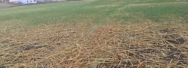 How to put grass in your 4 in 1 watersmart plus coating absorbs more water than uncoated seed, feeds with essential nutrients and helps protect seedlings from disease. How To Seed A New Lawn Part 2 Milorganite