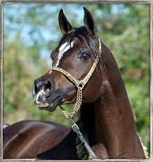 Pin On Straight Egyptian Arabians Part 2