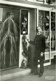The Nervous System Of Harriet Cole Human Nervous System Nervous System Medical Laboratory Science