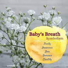 Check spelling or type a new query. Baby S Breath Meaning And Symbolism Symbol Sage