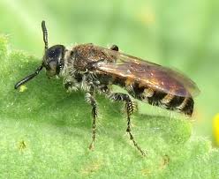 Image result for Micrargeriella