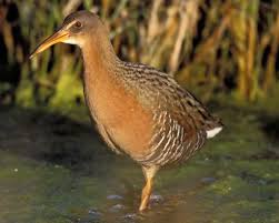 Birds Of The Bahamas Field Guide Pin By Heather Burrell On Art Class Rail Bird Bird Life List Birds