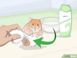 3 Ways To Keep A Hamster Clean - Wikihow Pet