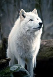 Beautiful Black And White Wolf Pictures Pin On Animals