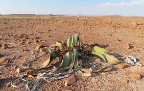 Image result for Welwitschiella