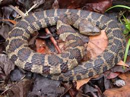 Cottonmouths get their name from the white coloring inside their mouth, which can be seen. Species Profile Northern Watersnake Nerodia Sipedon Srel Herpetology
