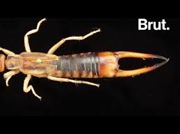 A Quoi Servent Les Pinces Des Perce Oreilles Youtube