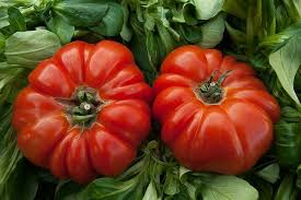There's always full agreement, however, on using flavorful beefsteak tomatoes. How To Grow A Big Beef Tomato Happy Diy Home