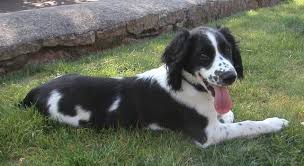 How much does an australian shepherd dog weigh? Search For Medium Dogs By Looking At Pictures 20 50 Pounds