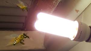 It's possible to identify their habit area by discovering dirt piles around these small hideouts. Are Bees Attracted To Light Bee Best Bee Removal