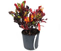 Image result for Croton