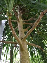 Image result for Pandanaceae