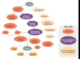 Biochemical Metabolic Pathway Map Diagram Glucose