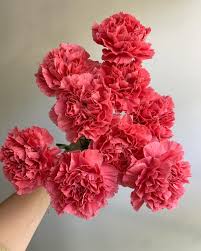 Top end floral supplies and equipment. Xnj8pq Mshreym