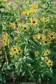 Image result for Ottelia kunenensis