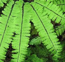 Image result for Adiantum comorense