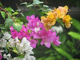 Toko online jual bibit tanaman buah kualitas unggul termurah, terlengkap dan terpercaya di bibit yang kami jual garansi seumur hidup untuk keaslian varietas dan garansi kondisi bibit baik 14 hari budidaya tanaman buah jambu biji kristal sering mengalami kendala bunga rontok dan tidak berbuah? Jual Bibit Bunga Bougenville Murah Terlengkap Langsung Petani