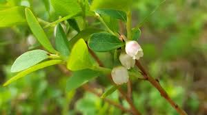 Image result for Vaccinium madagascariense